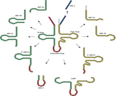 Transfer RNA-derived small RNAs (tsRNAs) in gastric cancer